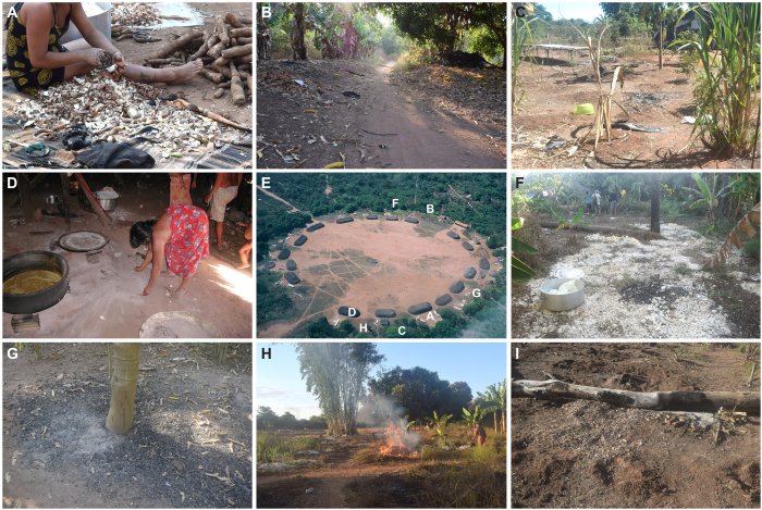 Ancient Amazonians Intentionally Created Fertile "Dark Earth"