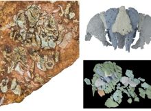 Unusual 455-Million-Year-Old Fossil Fish Can Reveal How Our Skulls Evolved