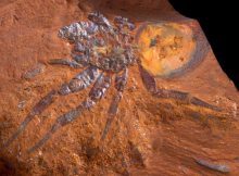 16-Million-Year-Old Spider Fossil Is The Largest Ever Found In Australia