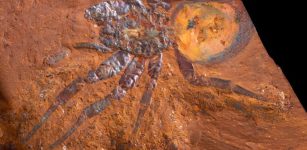 16-Million-Year-Old Spider Fossil Is The Largest Ever Found In Australia