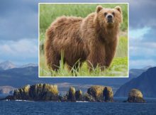 Mystery Of The Ancient Bear Bones In The Aleutian Islands, Alaska