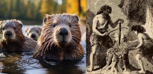 Beavers Had A Big Influence On How Stone Age People Lived