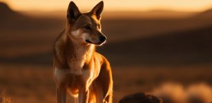 Dingoes Given 'Almost-Human' Status In Pre-Colonial Australia - Archaeological Study Finds