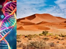 DNA Reveals Unique Ancestry Of Inhabitants Of The Angolan Namib Desert
