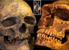 Encounter Between Neanderthals And Homo Sapiens - Genome Study Traces The History
