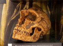 Why Is La Ferrassie Man A Unique And Famous Neanderthal?