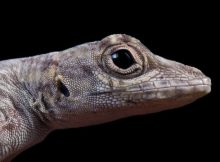 Paradox Of Stasis - Lizard Study Challenges The Rules Of Evolutionary Biology