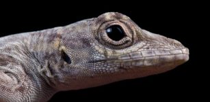 Paradox Of Stasis - Lizard Study Challenges The Rules Of Evolutionary Biology