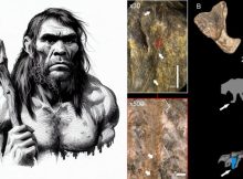 Neanderthals Hunted Dangerous Cave Lions In Eurasia 200,000 Years Ago