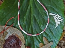 Shell Beads Found Kebara Cave Are The Oldest Known Use Of Organic Red Pigments