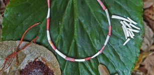 Shell Beads Found Kebara Cave Are The Oldest Known Use Of Organic Red Pigments