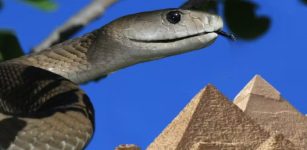Brooklyn Papyrus Reveals Ancient Egypt Had Far More Venomous Snakes Than The Country Today