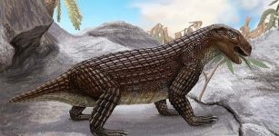 Surprisingly Complex History Of Crocodiles – New Study