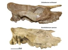 Fossilized Skulls Reveal Relatives Of Today's Rhinos Had No Horn And Died Out 5 Million Years Ago