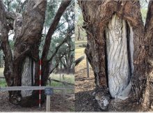 Hidden Story Of The Sacred Wiradjuri Carved Trees Revealed