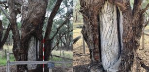 Hidden Story Of The Sacred Wiradjuri Carved Trees Revealed