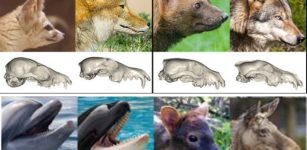 Major Puzzle In Mammal Skull Shape Evolution Solved