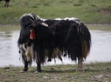 Earliest Evidence For Domestic Yak - Revealed By Ancient DNA And Archaeology Reveal