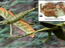 200-Million-Year-Old Flying Reptile Kuehneosaurus Discovered In Somerset, UK