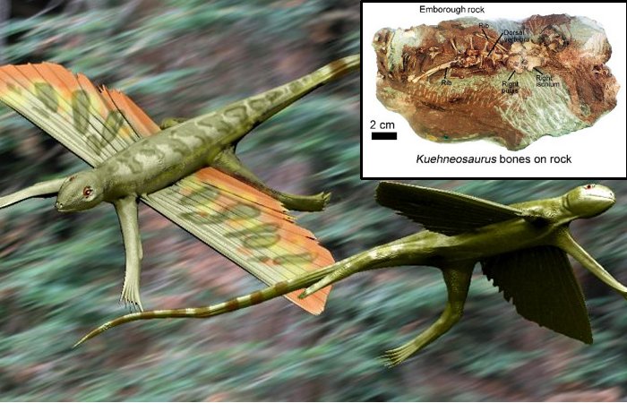 200-Million-Year-Old Flying Reptile Kuehneosaurus Discovered In Somerset, UK - Ancient Pages
