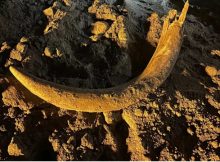 Large Mammoth Tusk And Bones Buried For Thousands Of Years Found In North Dakota