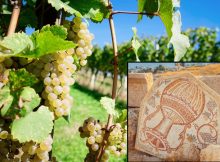 Ancient Roman Wine Production May Hold Clues For Battling Climate Change