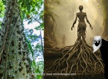 Caribbean Silk Cotton Tree And Its Dangerous Spirits In Myths And Legends