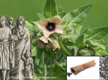 Ancient Romans Used The Poisonous Black Henbane Plant As Hallucinogenic Medicine