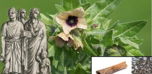 Ancient Romans Used The Poisonous Black Henbane Plant As Hallucinogenic Medicine