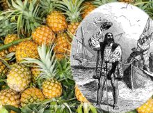 Why Was The Pineapple A Status Symbol Once?