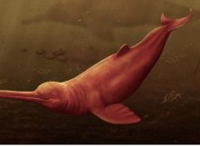 A New Species Of Giant Freshwater Dolphin Discovered In The Peruvian Amazon