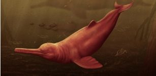 A New Species Of Giant Freshwater Dolphin Discovered In The Peruvian Amazon