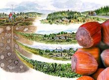 Hazelnuts -'Time Capsule' To Reconstruct Landscape Of Ancient Forests In Sweden
