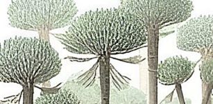 Earth's Earliest Petrified Forest Unearthed On South-West England's Coast