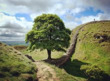 Legacy Of The Iconic Sycamore Gap Tree - Historical Landmark At Hadrian's Wall