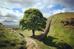 Legacy Of The Iconic Sycamore Gap Tree - Historical Landmark At Hadrian's Wall