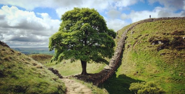 Legacy Of The Iconic Sycamore Gap Tree - Historical Landmark At Hadrian's Wall