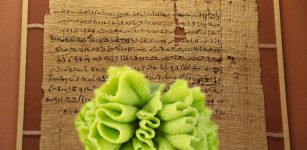 Wasabi Plant Can Save Ancient Bio-Deteriorated Papyrus