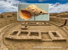 Why Were Conch-Shell Trumpets So Important To The Ancient Chacoan Society?