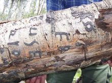 Arborglyphs - Basque Immigrant Sheepherders Left Their Marks On Aspen Trees In The American West