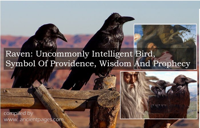 Raven: Uncommonly Intelligent Bird, Symbol Of Providence, Wisdom And Prophecy