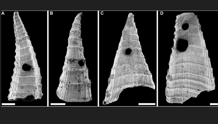 Oldest-Known Evolutionary ‘Arms Race’ – Revealed In Fossil Study