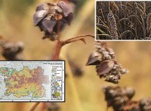 Pre-Industrial Communities' Climate Adaptations in North-Eastern Europe Over The Past Two Millennia
