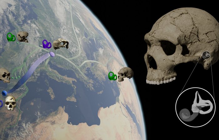 Why Does The Inner Ear Of Neanderthals Pose An Evolution Riddle?