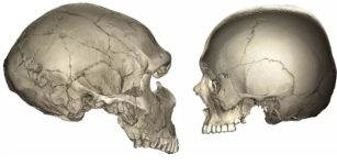 Why Humans Have Smaller Faces Compared To Neanderthals - Exploring Our Evolutionary History