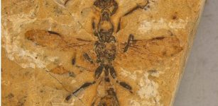 The Oldest Ant Ever Discovered Found Fossilized In Brazil