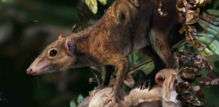 Mammals Lived On The Ground Several Million Years Before The Dinosaurs' Mass Extinction