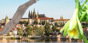 Unexpected Discovery Of Europe's Oldest Vanilla Pod In Prague Castle - Was It Used For Alchemical Experiments?