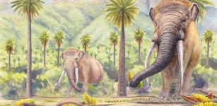 Disappearance Of Mastodons Still Threatens South America’s Native Forests