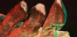 What Did Long-Necked Dinosaurs Eat 150 Million Years Ago? Their Teeth Have Some Important Answers